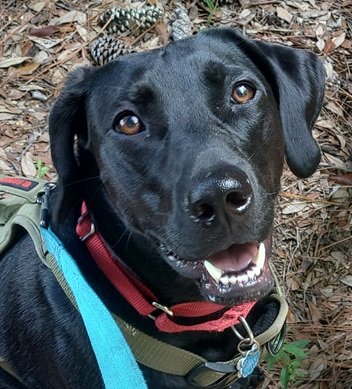 Chance the campaign dog