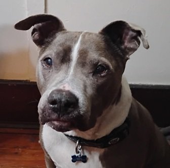 Jasper the campaign dog